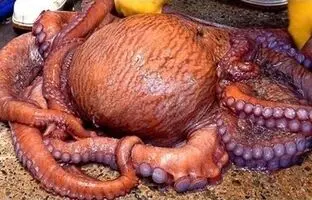 (ویدئو) بازار اختاپوس خوری در کره جنوبی؛ نحوه تهیه و سرو سالاد سنتی هشت پا!