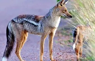 چرا شغال‌های نزدیک تهران خوشحال و چندقلوزا شده اند؟