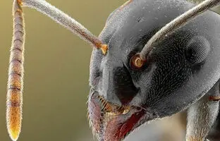چهره ترسناک مورچه را احتمالا از این زاویه ندیده‌اید