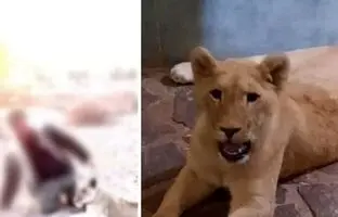 جزئیات جدید کشف شیر وحشی از یک ویلا در ساری