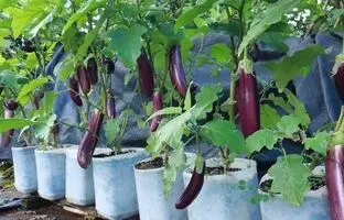 (ویدئو) بادمجان نخرید، خودتان با سطل پلاستیکی در خانه بکارید و برداشت کنید