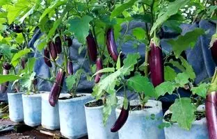 (ویدئو) بادمجان نخرید، خودتان با سطل پلاستیکی در خانه بکارید و برداشت کنید