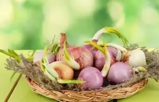با پیازی که جوانه زده باید چه کرد؟ | روش‌هایی کاربردی برای جلوگیری از جوانه زدن سیر و پیاز