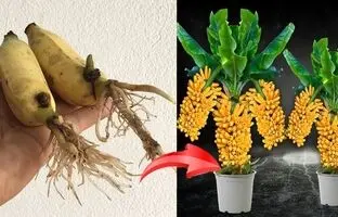 (ویدئو) 4 روش برای پرورش درخت موز با کمک میوه موز در خانه با تخم مرغ و و پیاز