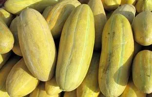 (ویدئو) یک ترفند ساده و سریع: چطور خربزه شیرین و خوشمزه را تشخیص دهیم؟