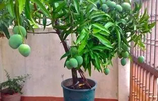 (ویدئو) نحوه پرورش درخت انبه با کمک میوه آن در گلدان خانگی