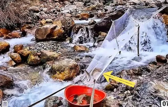 (ویدئو) ساخت یک تله ابتکاری با تور و شاخه درخت برای صید ماهی از رودخانه