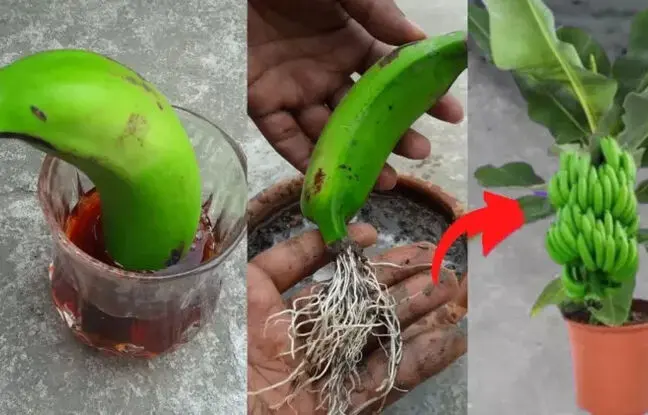 (ویدئو) نحوه پرورش درخت موز با کمک آلوئه ورا و میوه موز در خانه