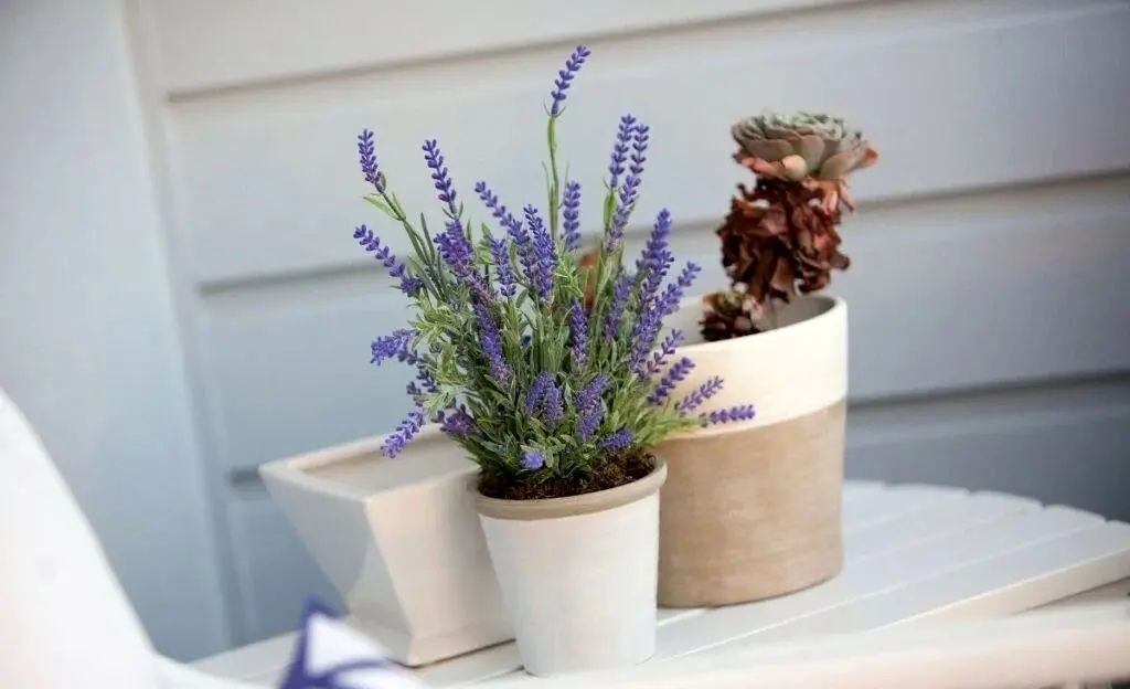 11 گیاه آپارتمانی که حشرات را فراری می دهند