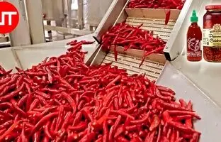 (ویدئو) از مزرعه تا کارخانه فرآوری فلفل؛ فرآیند تولید سس، ترشی و کنسرو فلفل
