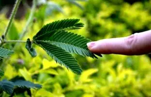 معرفی کامل گل قهر و آشتی + روش مراقبت و پرورش