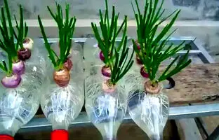 نحوه پرورش و برداشت آسان پیاز در خانه با کمک بطری پلاستیکی