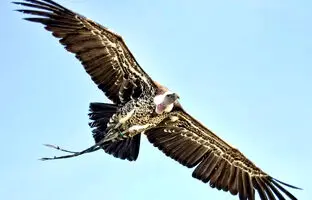 (تصویر) کدام پرنده رکورد جهانی بالاترین ارتفاع پرواز را در اختیار دارد؟
