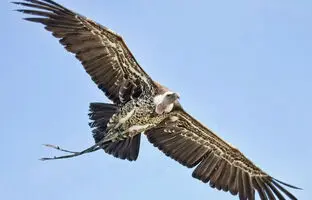 (تصویر) کدام پرنده رکورد جهانی بالاترین ارتفاع پرواز را در اختیار دارد؟