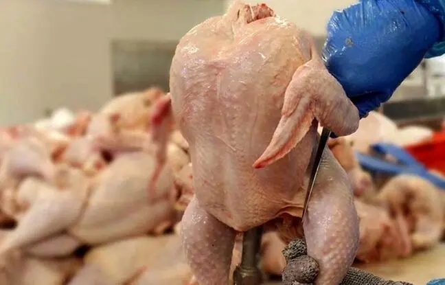 قیمت گوشت مرغ، امروز شنبه ۲۹ اردیبهشت ۱۴۰۳