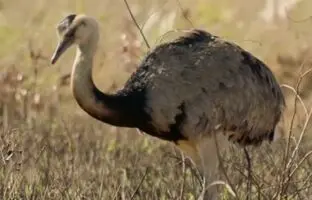 (ویدئو) تمساح از حمله به این پرنده وحشت دارد