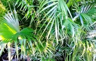 راهنمای کامل نگهداری و پرورش گیاه نخل گربه