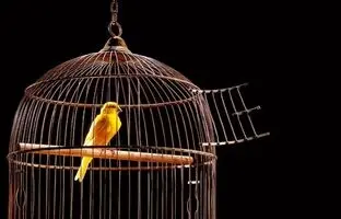 آموزش کامل نگهداری قناری در خانه + مراقبت و پرورش آن