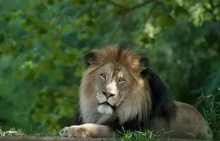 (ویدئو) این حیوان خانگی ممکن است صاحبخانه را بخورد