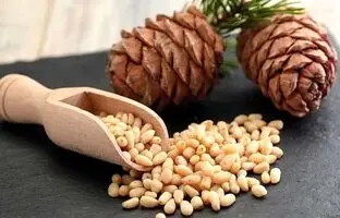 گران‌ترین آجیل دنیا؛ چلغوز یا جلغوز چیست؟