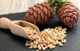 گران‌ترین آجیل دنیا؛ چلغوز یا جلغوز چیست؟