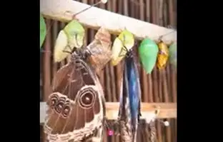 (ویدئو) لحظه زیبای از پیله درآمدن پروانه‌ها
