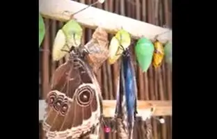(ویدئو) لحظه زیبای از پیله درآمدن پروانه‌ها