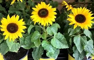 نحوه پرورش آسان و بی دردسر گل آفتابگردان گلدانی در منزل + فیلم آموزشی