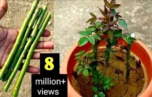 نحوه رشد و تکثیر راحت گل رز از طریق قلمه + فیلم آموزشی
