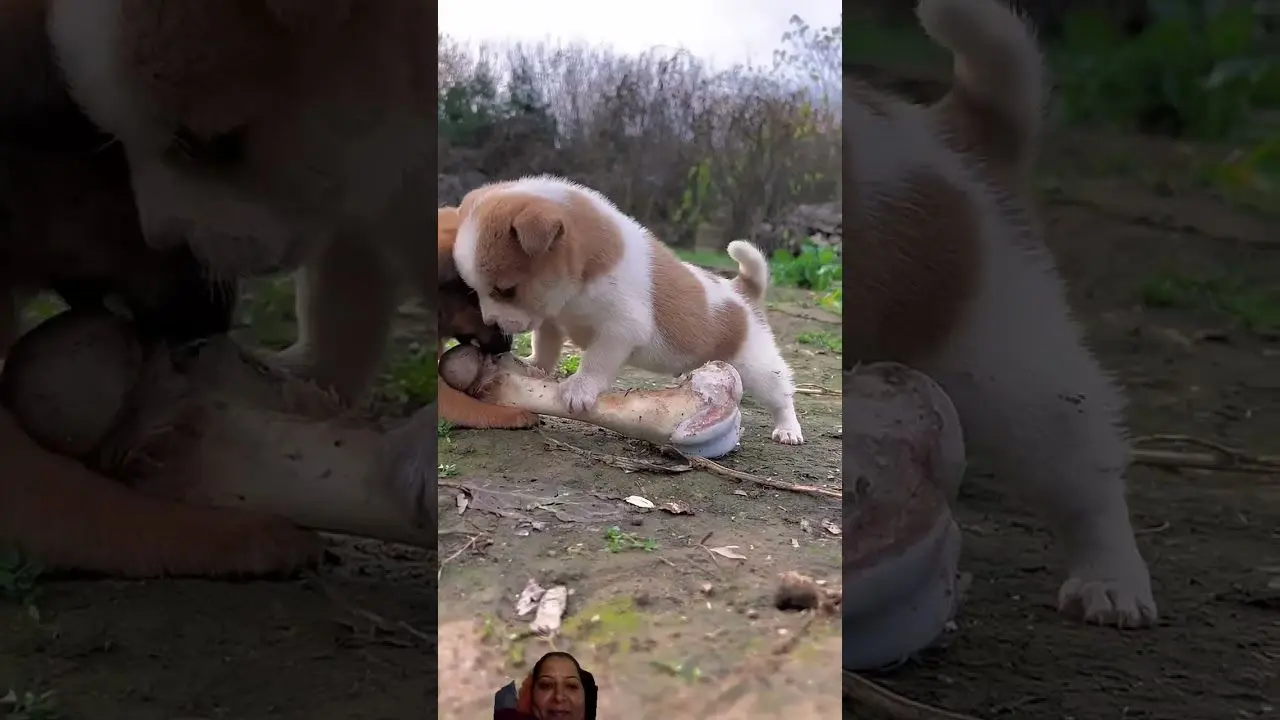 (ویدئو) دعوای بامزه دو توله سگ چند روزه بر سر استخوانی به اندازه خودشان