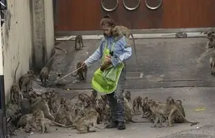 (ویدئو) عملیات به دام انداختن میمون‌های غارتگر با حقه و میوه‌های خوشمزه