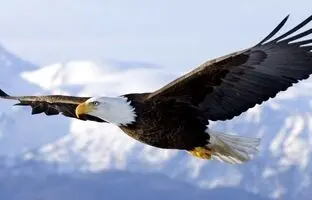 (ویدئو) لحظه دلهره آور حمله عقاب به دختربچه‌ای در یک پارک