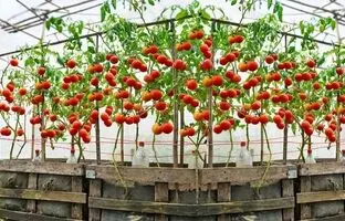 (ویدئو) روشی جالب و کاربردی برای پرورش گوجه فرنگی در منزل