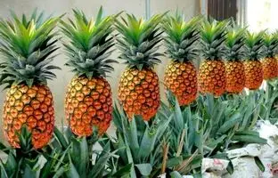 شهر آناناس ایران کجاست و چرا معروف شده؟