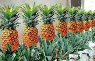 شهر آناناس ایران کجاست و چرا معروف شده؟