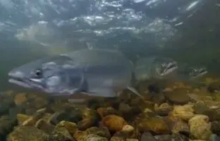 (ویدئو) شکار ماهی‌ها توسط گرگ
