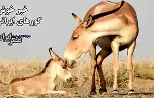 (ویدئو) خبر خوش گورهای ایرانی/کره‌های تازه متولد شده چطور باعث خوشحالی مادرشان شدند
