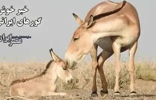 (ویدئو) خبر خوش گورهای ایرانی/کره‌های تازه متولد شده چطور باعث خوشحالی مادرشان شدند
