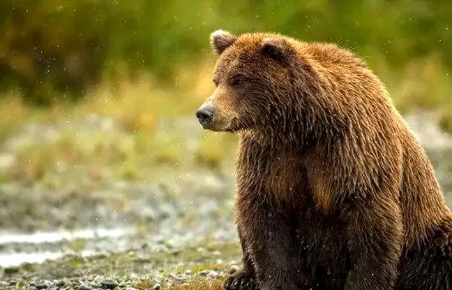 (ویدئو) گرفتار شدن یک خرس در سیل نمارستاق مازندران