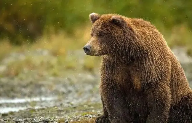(ویدئو) گرفتار شدن یک خرس در سیل نمارستاق مازندران