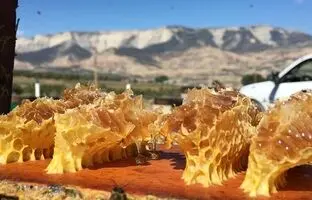 (ویدئو) زنبوردار شجاع در جدالی نفس‌گیر با زنبورها و ارتفاع!