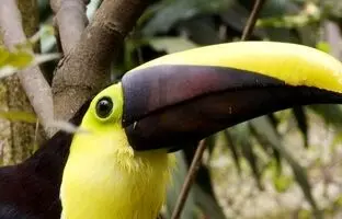 (ویدئو) این حیوانات رنگارنگ را تاکنون ندیده‌اید!