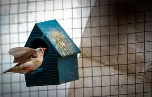 (ویدئو) ابتکار تحسین‌برانگیز یک مهندس ایرانی: خانه‌ای دوبلکس برای پرنده ها!