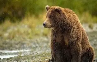 عکس غم‌انگیز از کشته شدن خرس قهوه‌ای بر اثر برخورد با خودرو