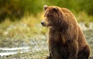 عکس غم‌انگیز از کشته شدن خرس قهوه‌ای بر اثر برخورد با خودرو