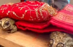(ویدئو) جشن عروسی مجلل قورباغه‌ ها در هند برای مقابله با گرما