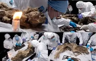 (ویدئو) کشف یک گرگ باستانی سالم با قدمت ۴۴۰۰۰ سال!