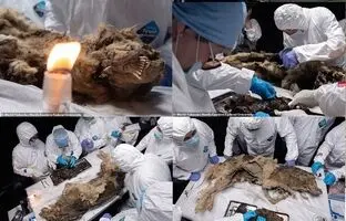(ویدئو) کشف یک گرگ باستانی سالم با قدمت ۴۴۰۰۰ سال!