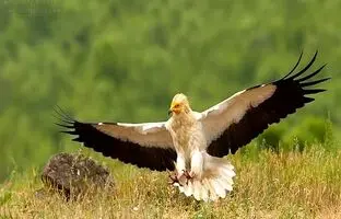 (ویدیو) مشاهده کرکس مصری برای نخستین بار در این شهر