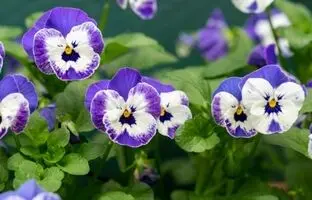 برای خرید گیاهان اپارتمانی سراغ این گیاه ها نروید